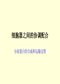 分泌蛋白的合成和运输过程