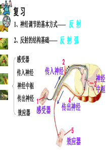 甲状腺激素分泌异常功能