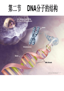 DNA分子的结构课件