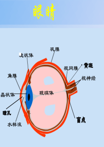 4-1人眼的光学系统