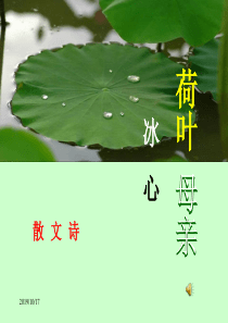 《荷叶母亲》ppt课件