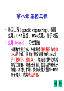 12-基因工程ppt-第八章基因工程