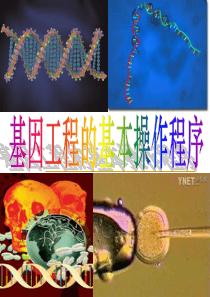 11基因工程的基本操作程序