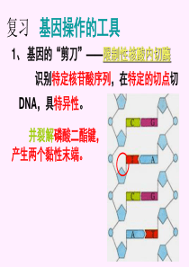 12基因工程的应用