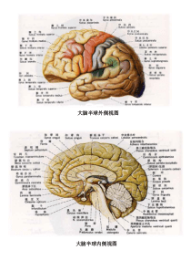 超详细大脑结构分区图