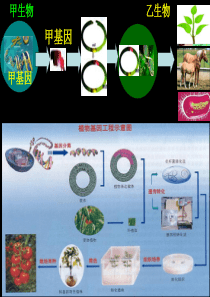 1植物细胞工程DJYZ的禁用