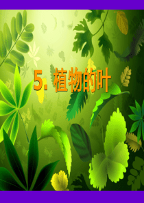 5.植物的叶(图片)