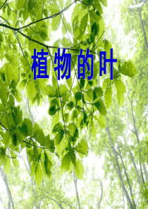 《植物的叶》PPT课件《比较好》