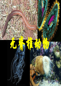 生物的分类-无脊椎动物