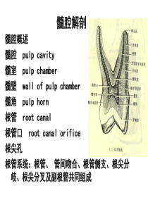 髓腔