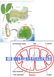 线粒体和叶绿体基因组的组织及表达