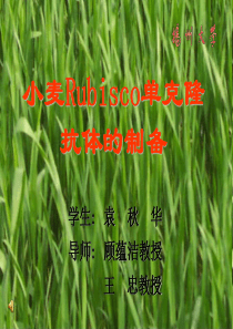 小麦Rubisco单克隆抗体的制备-PowerPoint文档