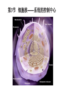 公开课细胞核—系统的控制中心