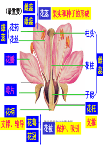 (济南版)生物八年级上册总复习课件-(共145张PPT)