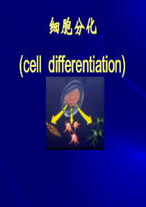 细胞分化