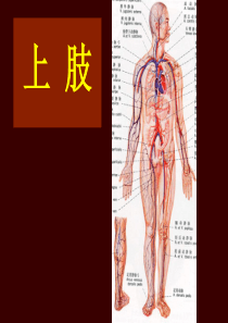 1.6局解上肢前区