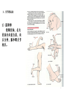 关节的运动