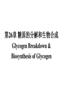 2014-11-糖原的分解和生物合成-1资料