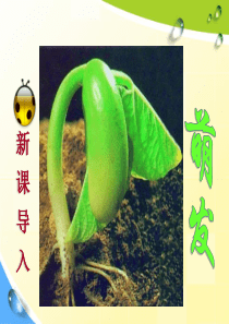 苏教版七年级上册生物3.5.1植物种子的萌发-(共30张PPT)