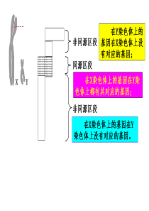 2017届一轮复习伴性遗传