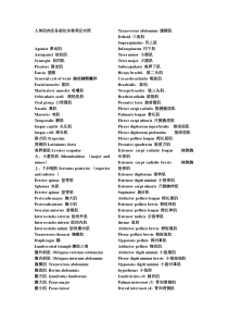 人体肌肉及各部位名称英汉对照