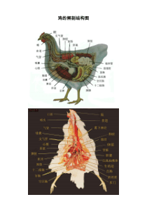鸡的解剖结构图