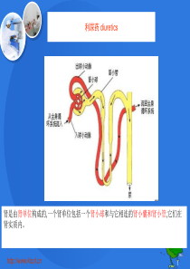 药物化学利尿药分类