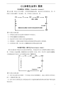 人体寄生虫学-生活史图