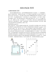 SDS-PAGE操作方法要点