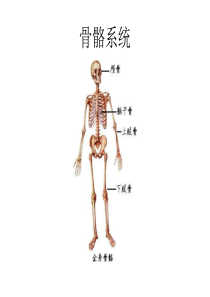 人体生理解剖学图解