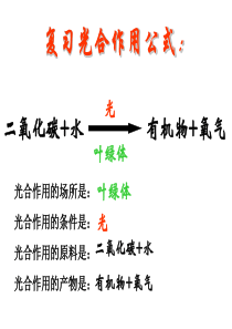 植物光合作用的场所(上课)