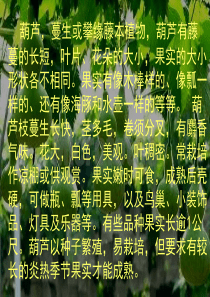 我要的是葫芦》ppt课件