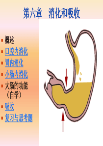 生理学第六章-消化与吸收分析