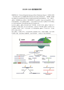 crispr-cas9基因敲除小鼠原理