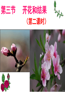 第三节开花和结果第二课时