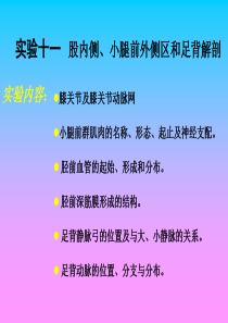 试验十一股内侧小腿前外侧区和足背解剖