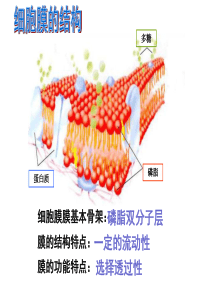 《物质跨膜运输的方式》课件