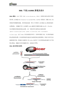 RNA干扰shRNA原理及设计