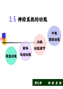 3.5-神经系统的功能