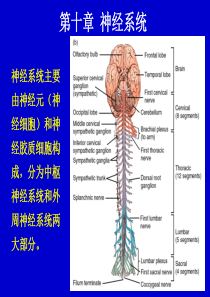 神经系统-ppt课件