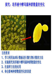 培养液中酵母菌种群数量的变化探究实验(公开课)