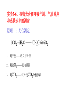 试验6植物光合和呼吸作用气孔导度和蒸腾速率的测定原理一