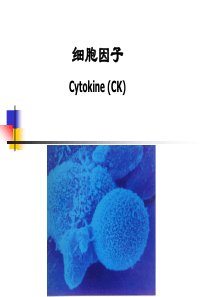 细胞因子课件