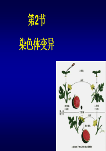 染色体变异(正式版).ppt