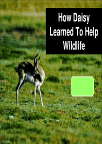 How-Daisy-learned-to-help-wildlife-PPT