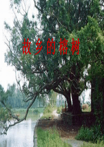 说课课件-故乡的榕树