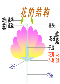 植物果实发育过程