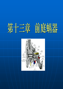 《前庭蜗器》PPT课件