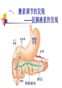 通过激素的调节(高三一轮复习)