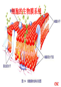 细胞的生物膜系统